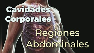 Cavidades Corporales y Regiones Abdominales [upl. by Oralee970]