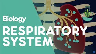 Respiratory System  Introduction  Physiology  Biology  FuseSchool [upl. by Yllus]