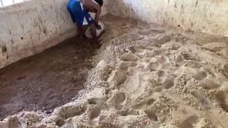 New sand bedding for horse stalls [upl. by Yuzik]