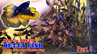 Part 1  How To Betta Fish Breeding  More Than 300 Betta Fry Mustard Gas Rose Tail Halfmoon [upl. by Sirenay]