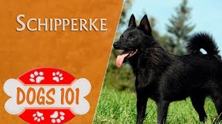 Dogs 101  SCHIPPERKE  Top Dog Facts About the SCHIPPERKE [upl. by Ettenyar558]