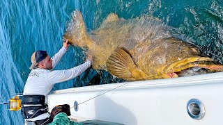 MASSIVE 500lb Goliath Grouper [upl. by Litman555]