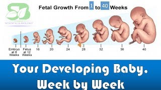 pregnancy week by week I foetus development I Week by week pregnancy I foetus development in womb I [upl. by Faydra946]