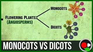 Monocots vs Dicots Explained [upl. by Allertse667]