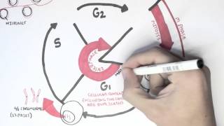 Cell Cycle Overview Interphase [upl. by Novhaj]