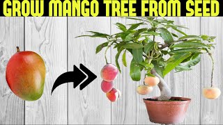 How To Grow a Mango Tree From Seed  SEED TO HARVEST [upl. by Ebbarta]