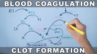 Coagulation Cascade  Intrinsic and Extrinsic Pathway [upl. by Haduj]