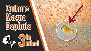 How to culture DAPHNIA MAGNA  The easy way [upl. by Mazur]