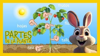 🌿 PARTES de la PLANTA para niños  sus funciones [upl. by Freida]