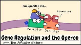 Gene Regulation and the Operon [upl. by Suirtimed]