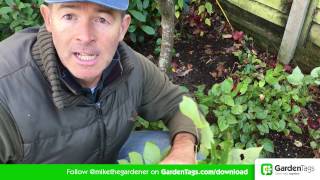 How To Cut Back Hellebore foliage [upl. by Nashom]