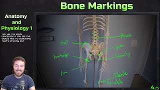 Major Bone Markings  Anatomy and Physiology 1 [upl. by Ekim377]