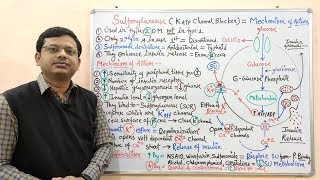 Diabetes Mellitus Part10 Mechanism of Action of Sulfonylurease  Antidiabetic Drugs  Diabetes [upl. by Yekim]