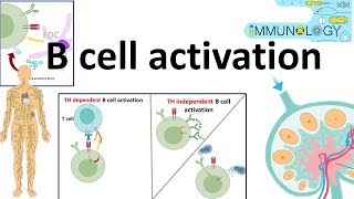 B cell activation [upl. by Marybeth]