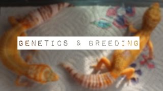 Basic Guide To Leopard Gecko Genetics amp Breeding [upl. by Delogu]