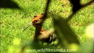 Hoopoe  The national bird of Israel [upl. by Lenahc5]