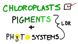 Chloroplasts Pigments And Photosystems in Photosynthesis [upl. by Ettelorahc]