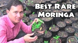 Best Moringa to Grow amp Rare Herb Nursery [upl. by Ecirted753]