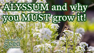 Planting Alyssum Flower Seeds for a Successful Garden  How To Plant amp Care For Them [upl. by Hedveh]