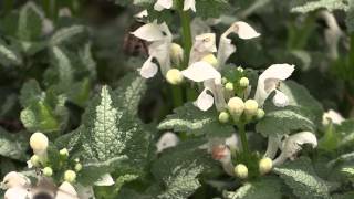 Lamium maculatum  Gefleckte Taubnessel Spotted Deadnettle [upl. by Enelyaj]