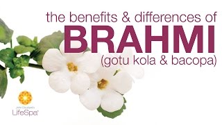 The Benefits amp Differences Between Brahmi Gotu Kola and Bacopa  John Douillards LifeSpa [upl. by Heman]