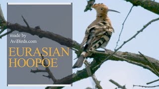 Eurasian Hoopoe Upupa Epops [upl. by Notnilc]