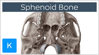 Sphenoid Bone  Definition Location amp Function  Human Anatomy  Kenhub [upl. by Celtic]