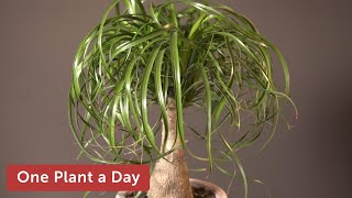 Beaucarnea recurvata Ponytail Palm Houseplant Care — 229 of 365 [upl. by Daughtry]