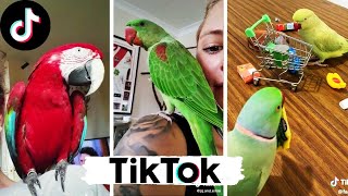 🐦 LOROS TIK TOK 🌍LOROS GRACIOSOS MUNDO 2021 🌍 Loros Graciosos [upl. by Averir56]