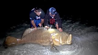 Fishing for Giant Goliath Grouper from the Beach  4K [upl. by Enayd]