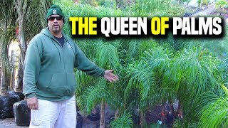 Queen Palms 101 Syagrus Romanzoffiana  Earth Works Jax [upl. by Ayalahs]