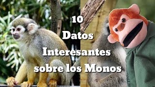 10 Datos Interesantes sobre LOS MONOS  Videos Educativos para Niños sobre Animales y Dinosaurios [upl. by Jessa]