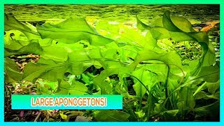 APONOGETON ULVACEUS AND LONGIPLUMULOSUS  AQUARIUM PLANT CARE GUIDE [upl. by Lambart]