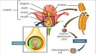 angiosperm life cycle [upl. by Ecyoj587]