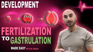 Introduction to Embryology  Fertilisation to Gastrulation Easy to Understand [upl. by Eirek]