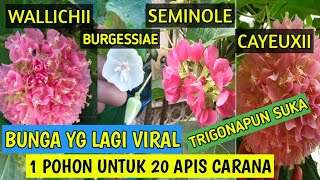 Cara Perbayakan Bibit Dombeya [upl. by Vareck]