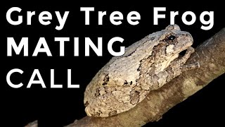 Grey Tree Frogs How To Identify Their Mating Calls amp Sounds [upl. by Nailuj]