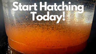 Hatch Brine Shrimp Today  Easiest Cheapest DIY Brine Shrimp Hatchery [upl. by Merideth914]