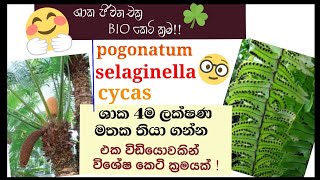 Biology  Life cycle of Cycas Nephrolepis pogonatum selaginella  plant Reproduction [upl. by Aihsikal]