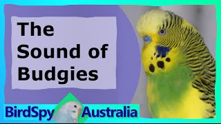 3 Hours of Budgies Chirping and Singing  BirdSpyAus [upl. by Millicent451]