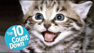 Top 10 Domesticated Cat Breeds [upl. by Apthorp]