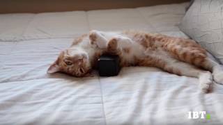 Music For Cats i suoni che incantano i gatti [upl. by Gnilhsa]