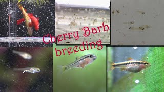 Cherry Barb breeding 50 days from eggs to juveniles Puntius titteya [upl. by Renate]