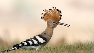 The most beautiful sound of Hoopoe bird  Hudhud  mentioned in Quran [upl. by Heinrick]