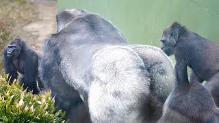 Silverback Gorilla Shows Off Strength amp Leads His Females  The Shabanis Group [upl. by Couhp]