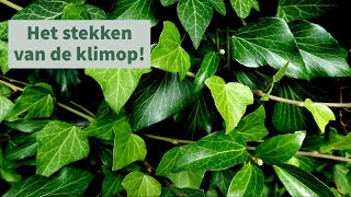 Klimop stekken [upl. by Laleb]