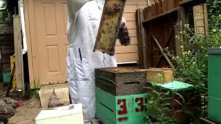 Catching Bees for Bee Venom Therapy BVT [upl. by Halilad]