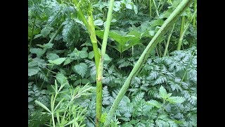 Identifying Hemlock Poison Hemlock Poison Parsley Conium maculatum [upl. by Nedyah]