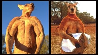 Meet Roger The Giant Ripped Kickboxing Kangaroo Who Crushes Metal [upl. by Adnert]