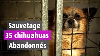 35 Chihuahuas abandonnés dans une maison [upl. by Ahsenek727]